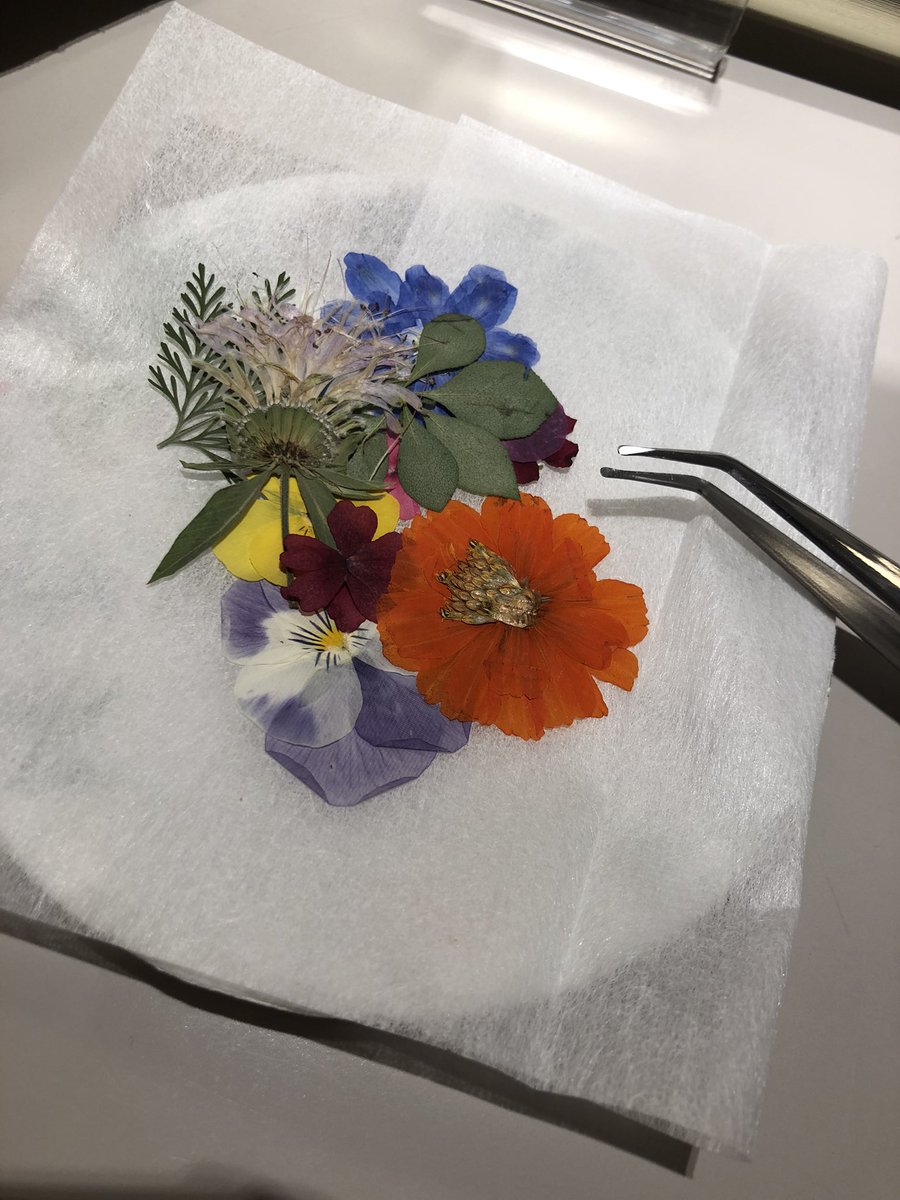 押し花ワークショップ開催中です 押し花を使ったハガキ作り体験は 1回500円でご参加いただけます 10階のイベントスペースへ ぜひ遊びに来てください キュービックプラザ新横浜 ワークショップ 港北区 港北区民ニュース