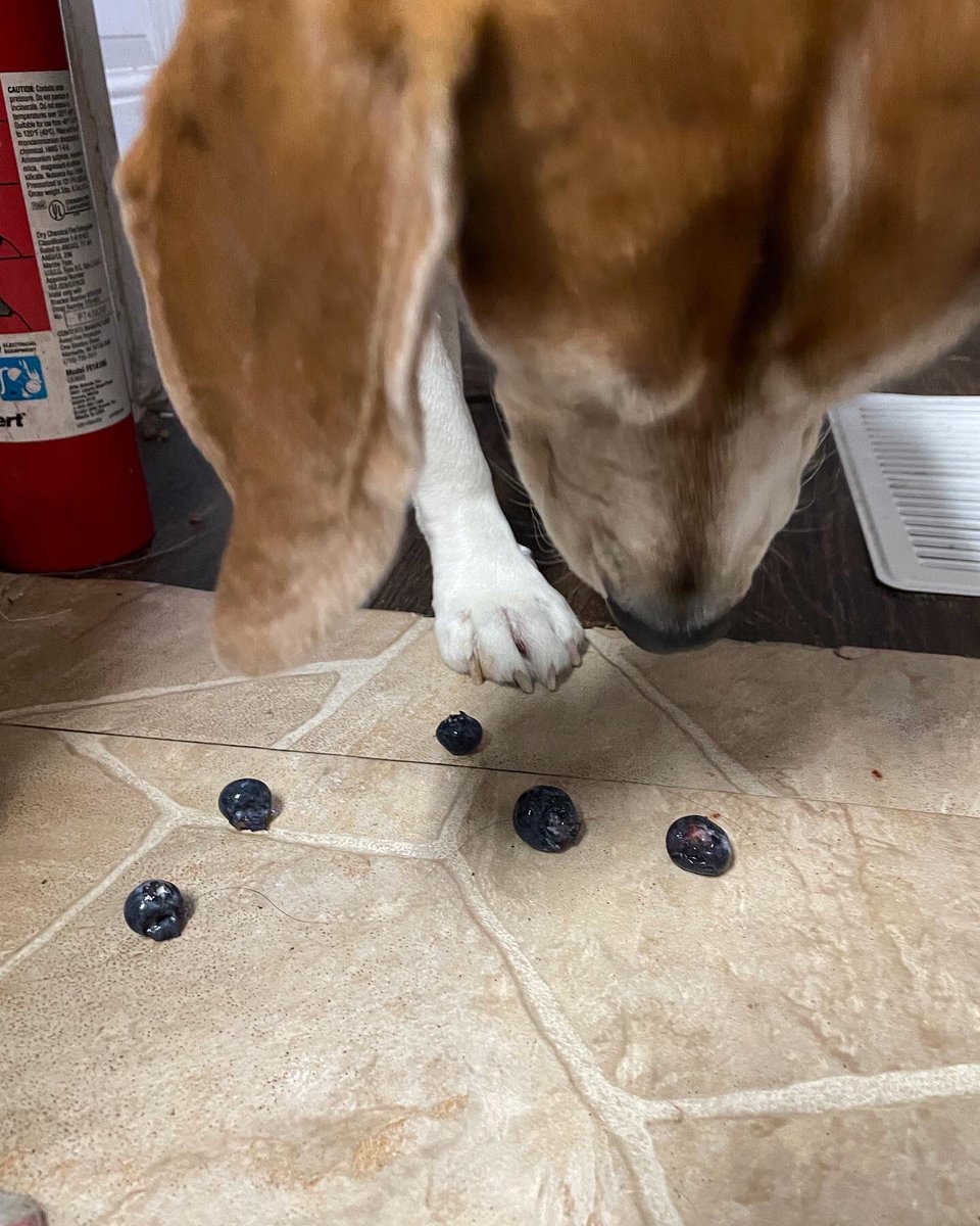 CaldecZoo's tweet photo. Hooman, are the blueberries food? 
#beagel https://t.co/g1iv6wRdSi
