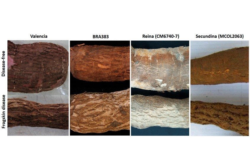 Juan Manuel Pardo Garcia (@jmpardo86) on Twitter photo Cassava Frogskin Disease: Current Knowledge on a Re-Emerging Disease in the Americas mdpi.com/1724442 #mdpiplants vía <a href="/Plants_MDPI/">Plants MDPI</a> <a href="/BiovIntCIAT_eng/">Alliance of Bioversity International and CIAT</a> <a href="/PestDisPlace/">PestDisPlace</a> <a href="/WJCuellar/">Wilmer Cuellar</a> <a href="/labecerra66/">Luis Augusto Becerra</a> <a href="/CristianOlayaA/">Cristian_Olaya</a> <a href="/Analeiva013/">Ana Maria Leiva</a> Cassava Frogskin Disease: Current Knowledge on a Re-Emerging Disease in the Americas mdpi.com/1724442 #mdpiplants vía <a href="/Plants_MDPI/">Plants MDPI</a> <a href="/BiovIntCIAT_eng/">Alliance of Bioversity International and CIAT</a> <a href="/PestDisPlace/">PestDisPlace</a> <a href="/WJCuellar/">Wilmer Cuellar</a> <a href="/labecerra66/">Luis Augusto Becerra</a> <a href="/CristianOlayaA/">Cristian_Olaya</a> <a href="/Analeiva013/">Ana Maria Leiva</a>