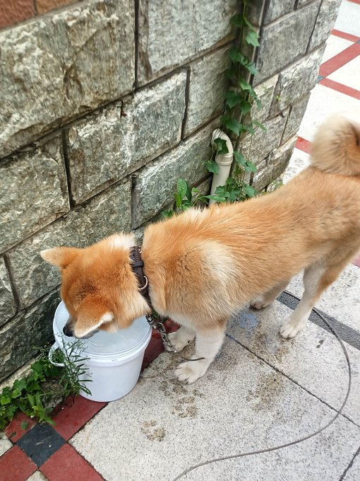 My handsome boy Facai is fitter than ever. The vet had to shave his stomach- maybe ultrasound? But it