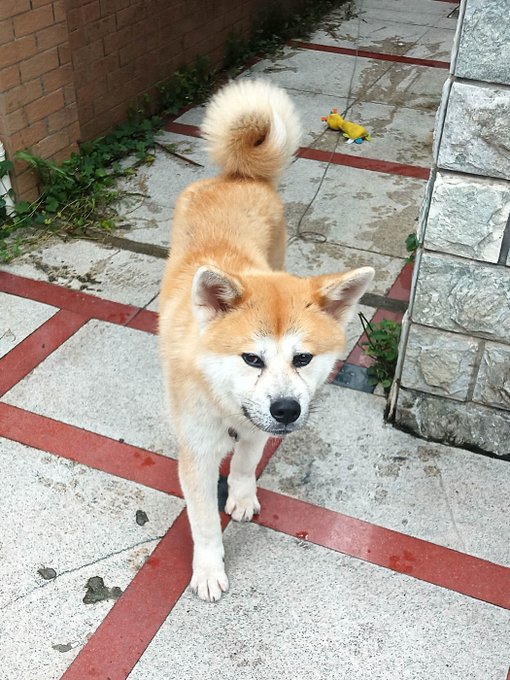 My handsome boy Facai is fitter than ever. The vet had to shave his stomach- maybe ultrasound? But it