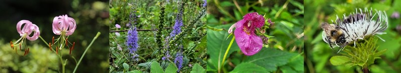 kvibe_yonhap's tweet photo. #Wildflowers of fall spread throughout the #SobaekMountains are blooming as the #Malbok (Late Hot Day) is coming to an end.๐บ๐ป๐น๐ท๐ฅ๐ผ
#์๋ฐฑ์ฐ #flowers
https://t.co/eUoRqbqPuq https://t.co/JvioWH60Ws