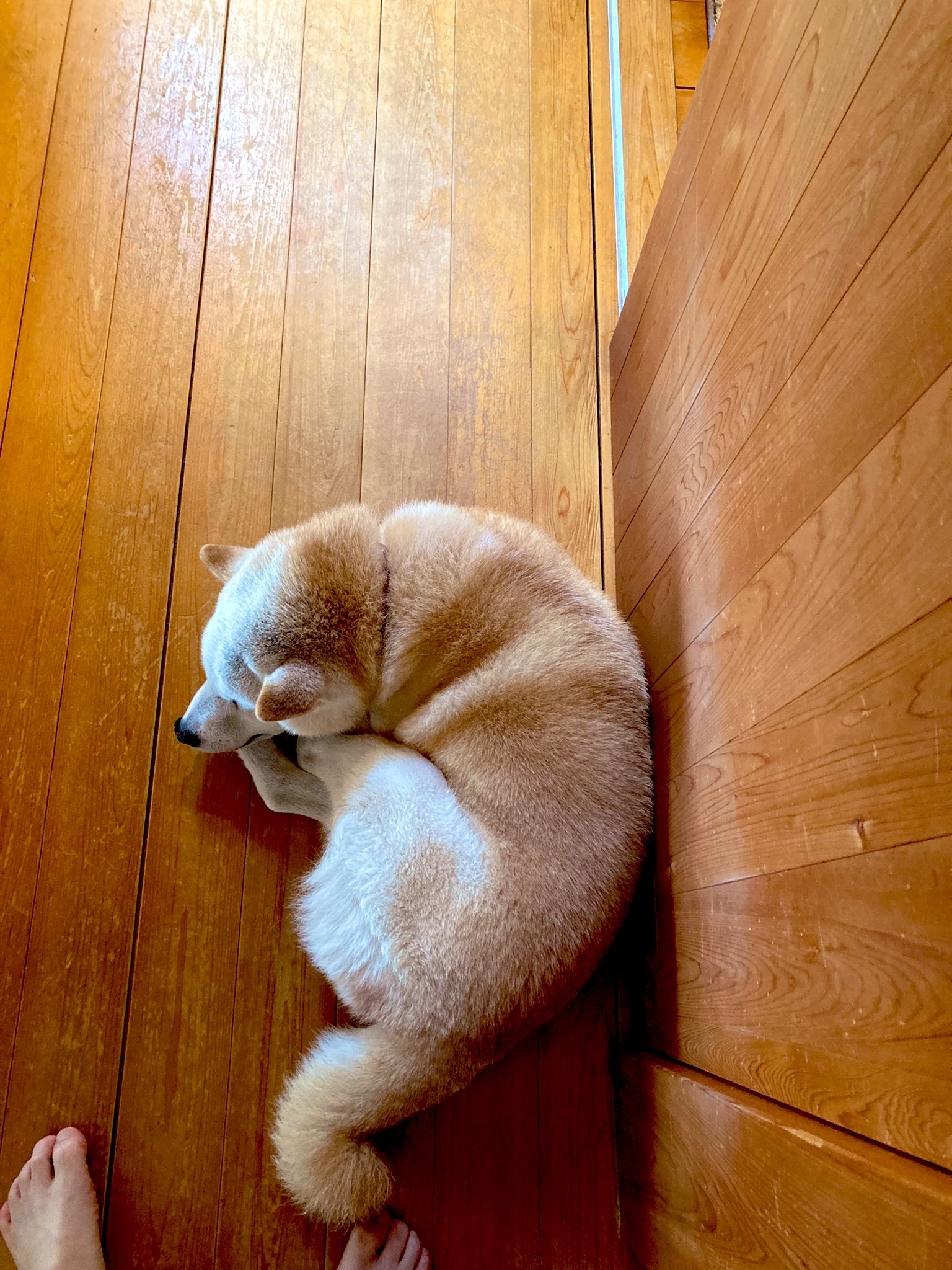 えりぞ 汚い犬が 汚い家で 寝ている T Co Rdbtknpcdv Twitter