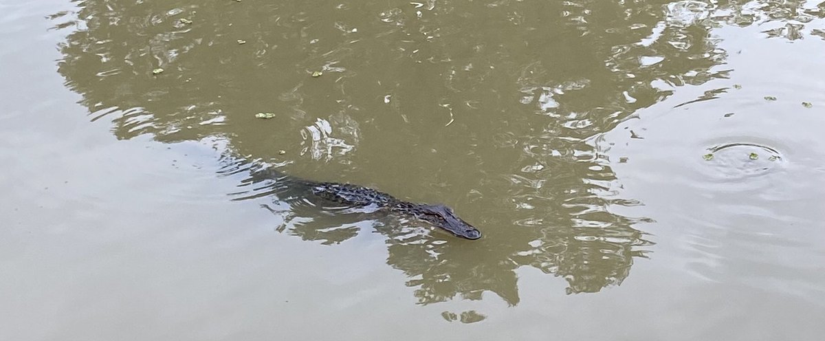 Author_Gretchen's tweet photo. Found an alligator at Pine Tree Lodge tonight #AdventureDining https://t.co/ZeDJLXMBkQ