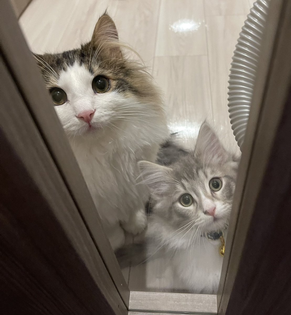 MerRoi06181209's tweet photo. あけてくださーーい
ｱｹﾃｸﾀﾞｻ--ｲ
#ねこ
#メルとロイ
#子猫時代
#猫のいる暮らし https://t.co/ESMqjKJ6xP