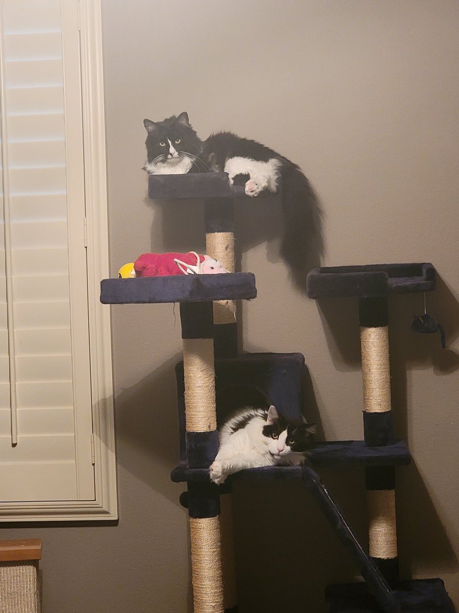 DivineBlossomCo's tweet photo. @iluvcats2002 https://t.co/dtnwT3Iewb