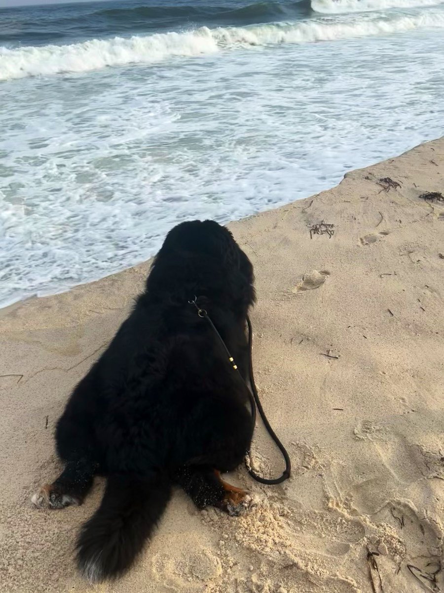 RussianBerner's tweet photo. Have a great #fridaynight everyone ! ๐ด #bernesemountaindog #dogsoftwitter #beachzen #dogs https://t.co/AP4xX15KqF