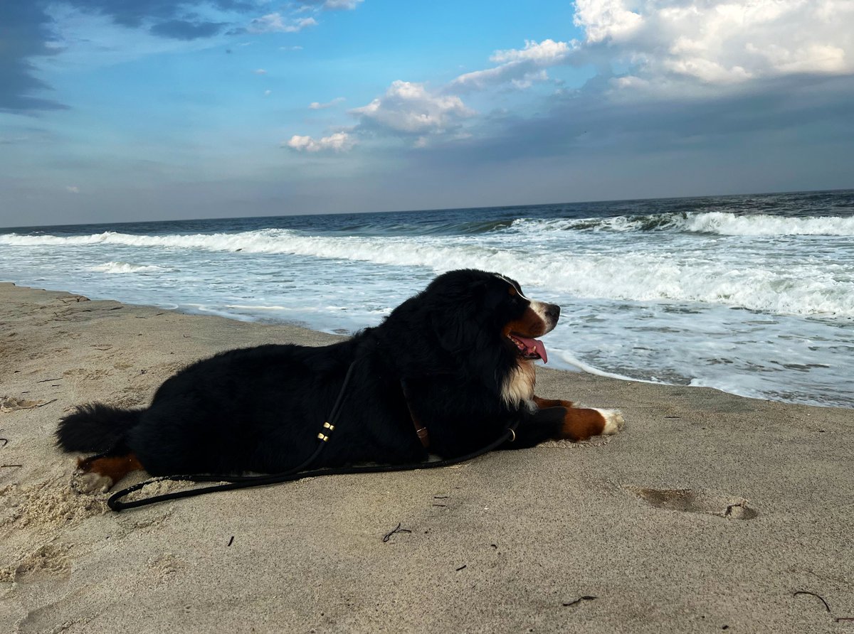 RussianBerner's tweet photo. Have a great #fridaynight everyone ! ๐ด #bernesemountaindog #dogsoftwitter #beachzen #dogs https://t.co/AP4xX15KqF