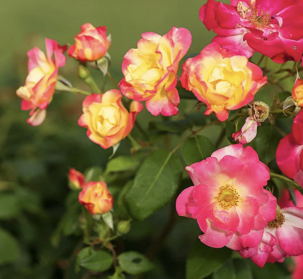 AuntyM161's tweet photo. @FionaMattatall Campfire Rose -This little beauty just amazes me every summer…hardy small  rose ..color just vibrant .. buds open yellow.. then turn hot pink as blooms mature.- / Canadian  🇨🇦 🥰…Zone 3 - hardy /a Morden Canadian Artist series rose/ named after famous Tom Thompson painting. https://t.co/UQeieaOLhx