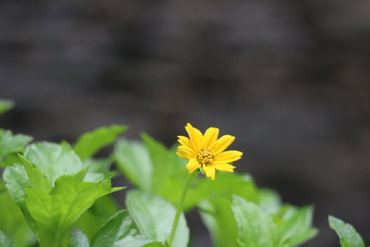 Change your thoughts and you change your world.
-Norman Vincent Peale