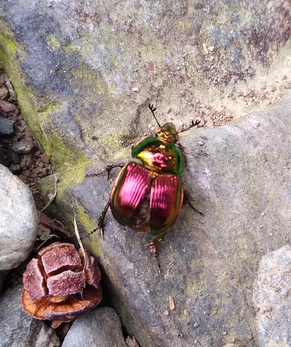 山登ったらキレイな虫いたフンチュウ? 