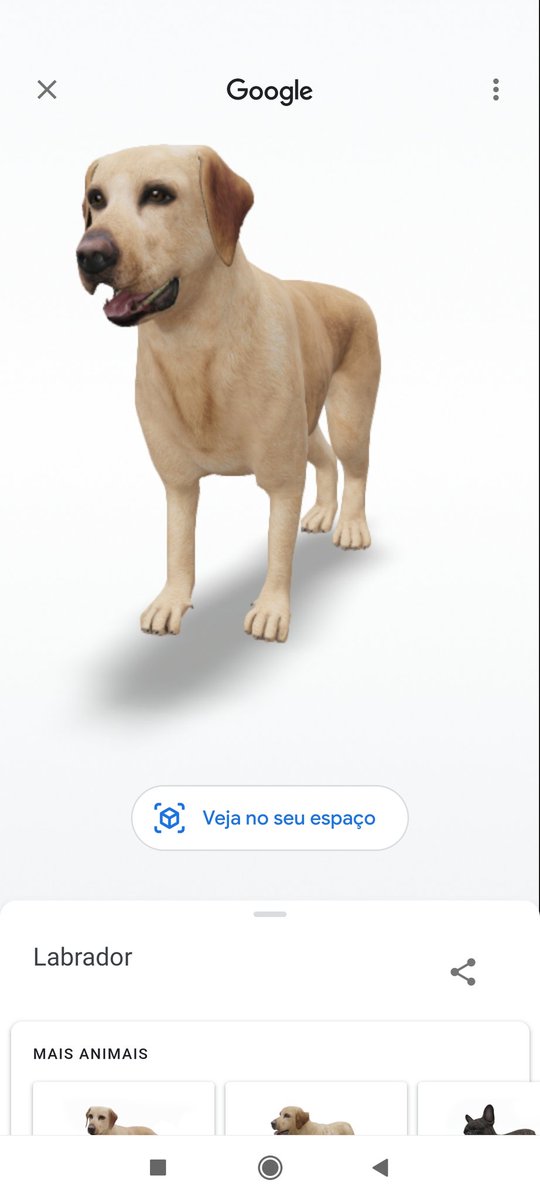thayofsaturn's tweet photo. @gijahel aaaaaaa apareceu oq eu tava procurando, descobri o negócio do gatinho por acaso pq tava buscando a opção do Google de ver os bichinhos em 3d (ele tbm tem a opção de mostrar o animal no msm ambiente q vc, tipo pokemon go https://t.co/FWMX8LFc57