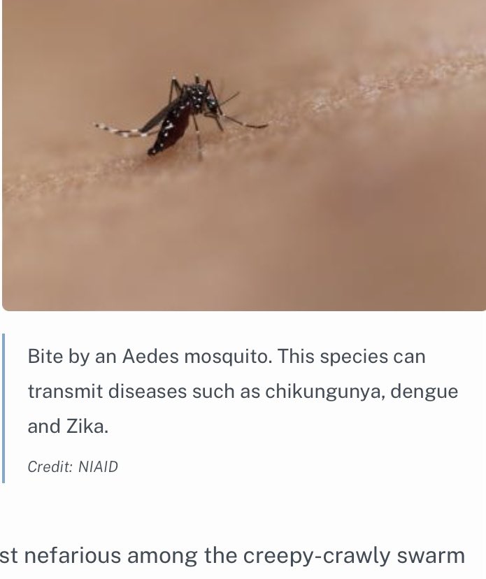 mencardio's tweet photo. World Mosquito Day.Vector-borne illnesses account for more than 17% of all infectious diseases worldwide and are responsible for more than 700,000 deaths annually. https://t.co/MDyfJPrYry @ivanovich13 @torresviera @adribaran @SIAC_cardio @CardiologiaSVC @InfectiousDz @imt_ucv https://t.co/uRqigvveoJ