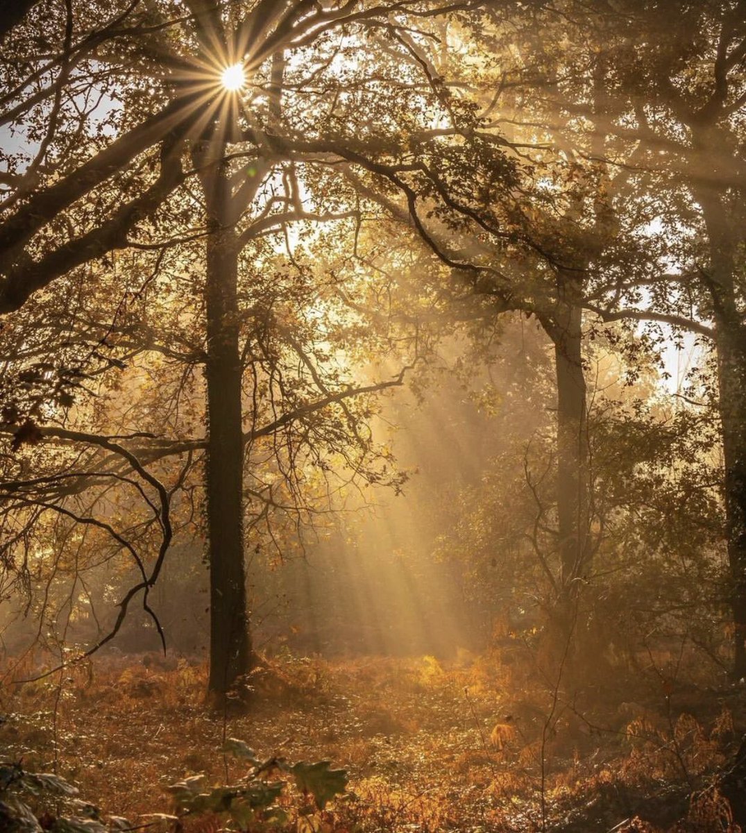 Good Morning Dear Twitter Friends