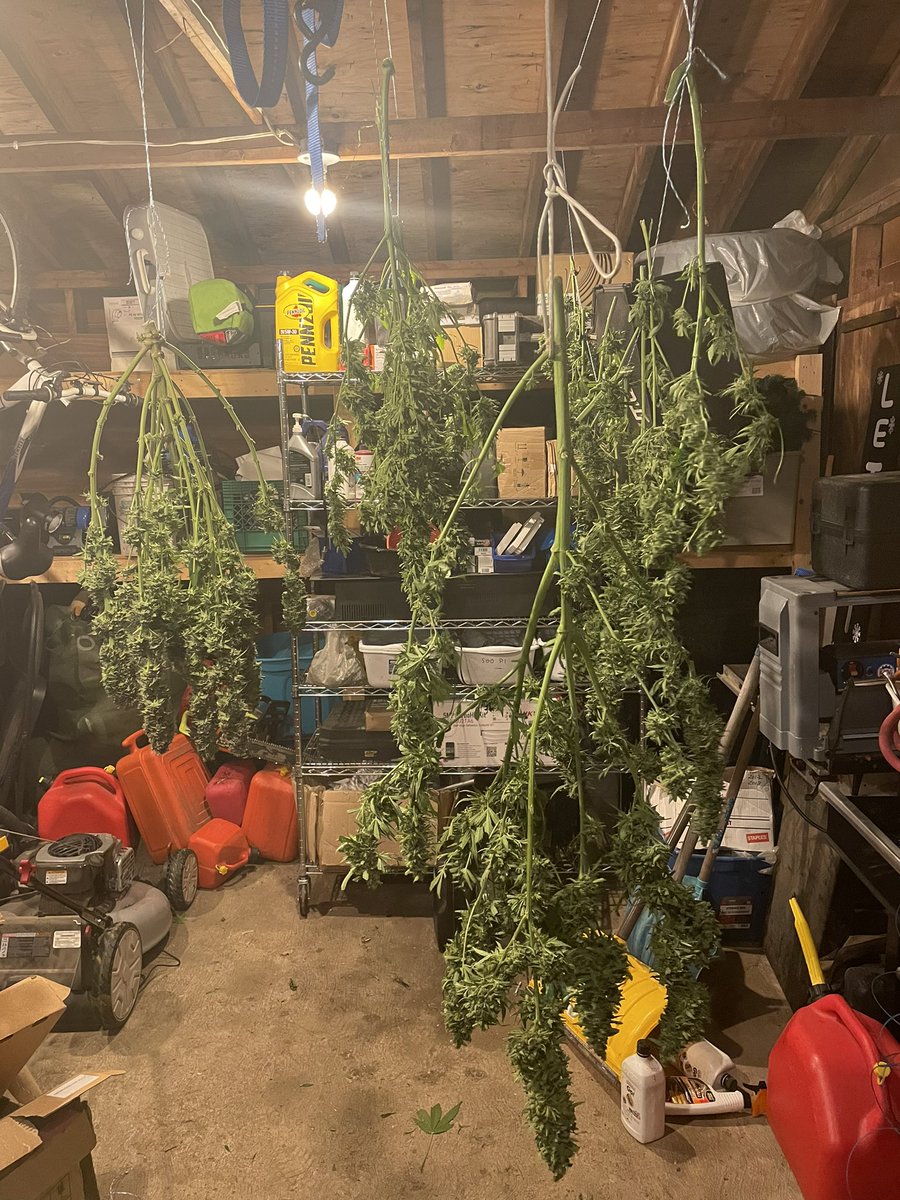 Autos. Prob qp- half off 3. Not shabby and done before the thieves #growyourown #CannabisCommunity