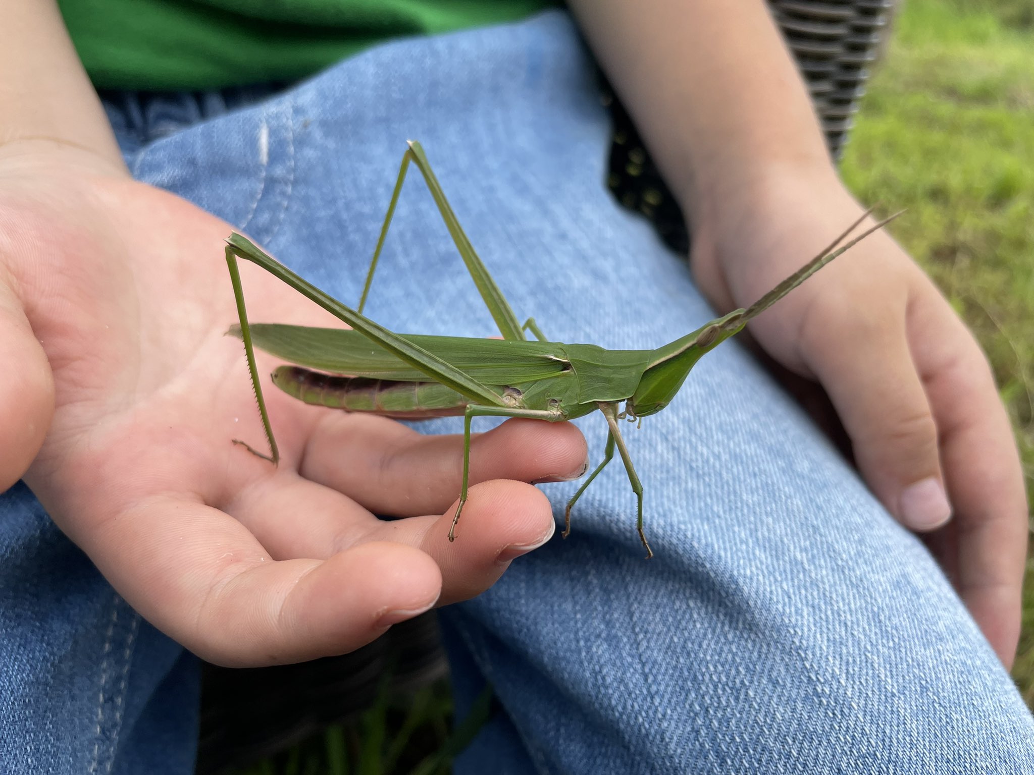 神岡大介 子供と虫捕り 野鳥 Twitterissa ショウリョウバッタのメスはデカい 精霊飛蝗って漢字もカッコいい T Co Dcp8ribyhm Twitter