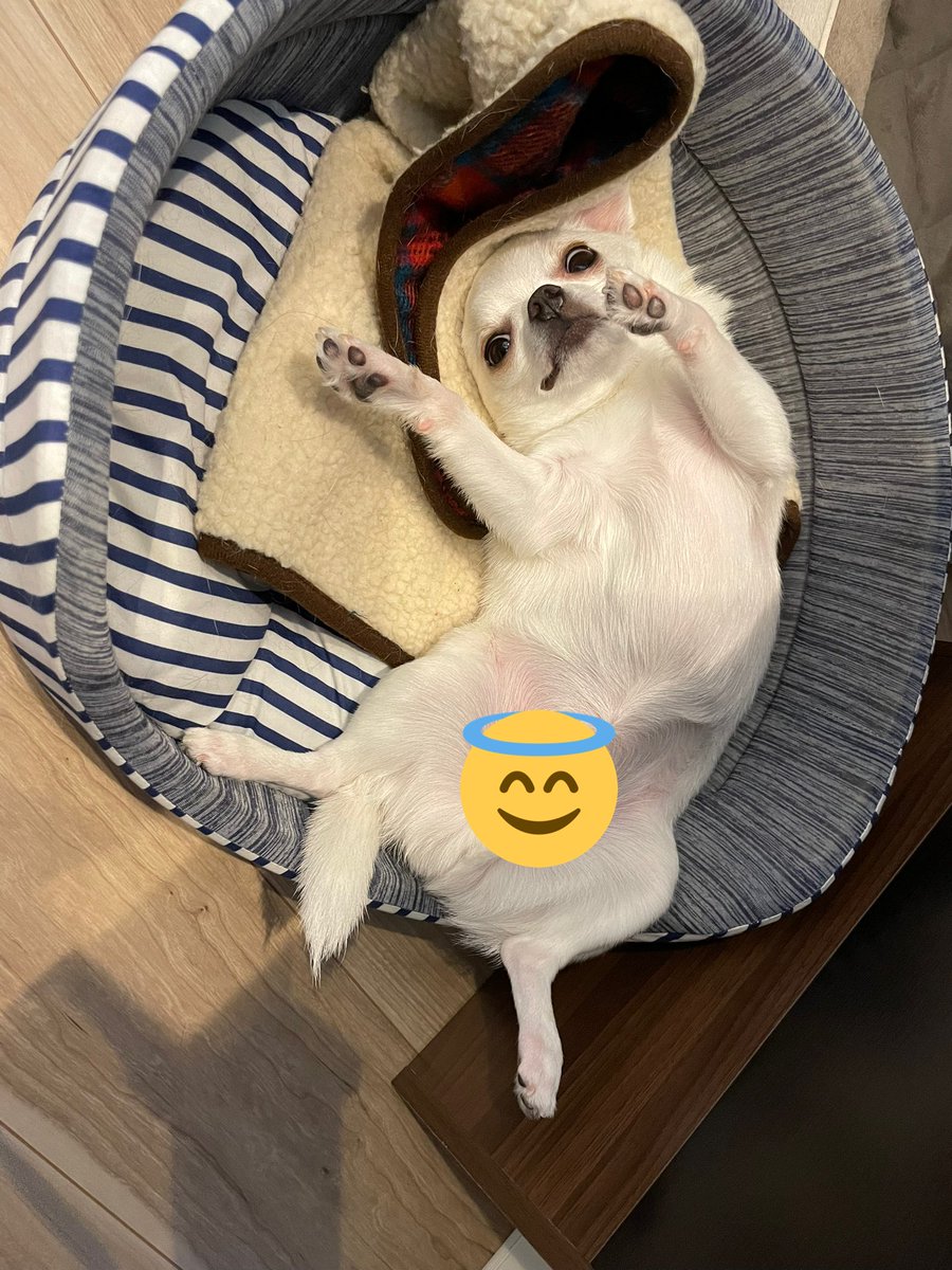 chiwawanoDON's tweet photo. 大胆なはっち https://t.co/nLOa9y8XLo