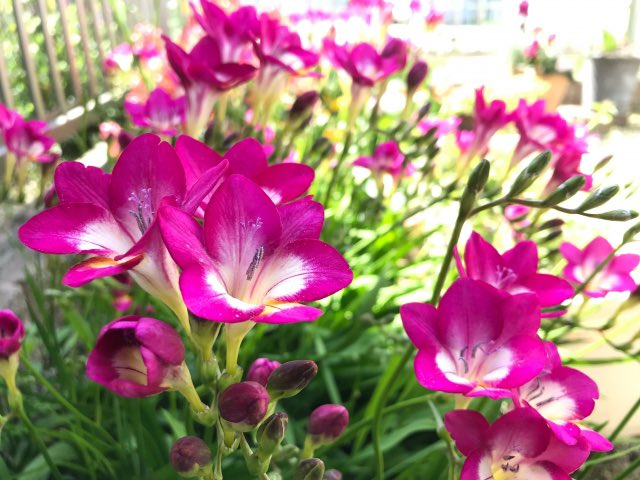 如月みさご 花と物語系ntuber 皆様こんにちは 8月日の誕生花はフリージアです 花言葉は あどけなさ 純潔 純白 潔白 親愛の情 友情 信頼 無邪気 清い香り 希望のはな 繋いだ絆 団長の想いを継いで私たちは足を止めずにまいりましょう 良い