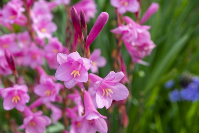 如月みさご 花と物語系ntuber 皆様こんにちは 8月日の誕生花はフリージアです 花言葉は あどけなさ 純潔 純白 潔白 親愛の情 友情 信頼 無邪気 清い香り 希望のはな 繋いだ絆 団長の想いを継いで私たちは足を止めずにまいりましょう 良い