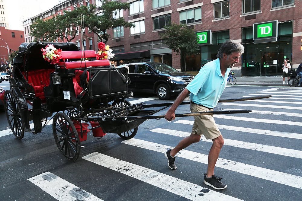 theanimalvoters's tweet photo. Retweet if you agree that this should be the new occupation for the NYC carriage horse drivers. @TWULocal100 @TwuSamuelsen
Take action to #BanHorseCarriages: https://t.co/9WDK0e3ByX https://t.co/Dpyr6uG5Ur