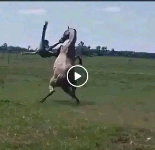 shino_respawn's tweet photo. El caballo la mató! https://t.co/tmI8xKaC9a
