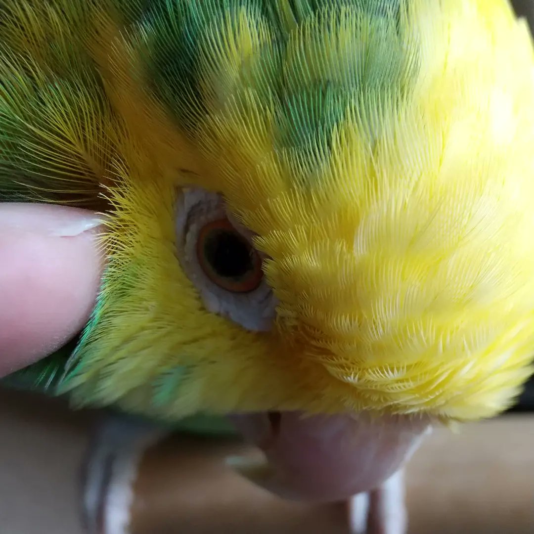 boyonba's tweet photo. Pet me.
撫でて🥰

#オオキボウシインコ 
#doubleyellowheadedamazon 
#ボウシインコ 
#amazonparrot https://t.co/3zCgEepCEz