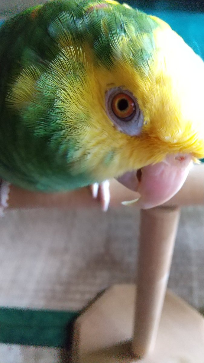 boyonba's tweet photo. Pet me.
撫でて🥰

#オオキボウシインコ 
#doubleyellowheadedamazon 
#ボウシインコ 
#amazonparrot https://t.co/3zCgEepCEz