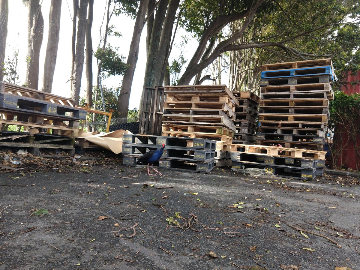 gearsgeary's tweet image. Staring competition with #pukeko cruising outside cafe - I lost 😊 🙏 Check out the length of those wading feet! Plus, after 3 plus weeks in the rural heartland that is #friendlyfeilding I got woken up by a rooster in West Auckland 😊 #birds #BirdsSeenIn2022