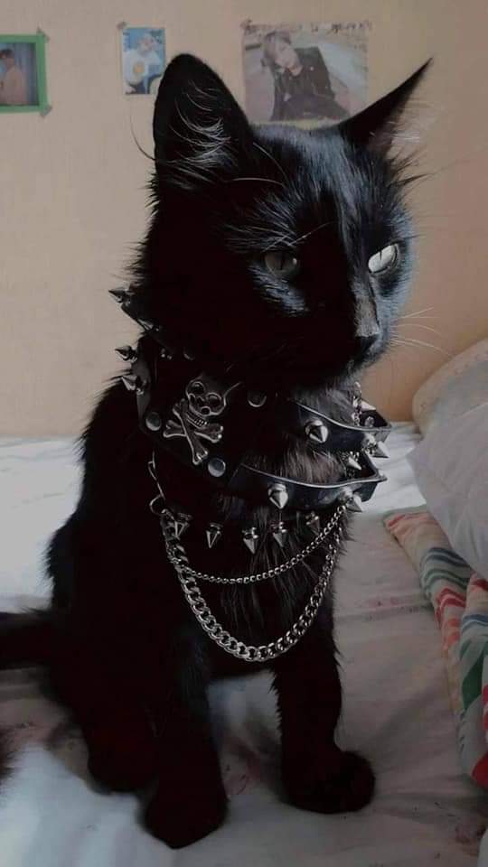 TweetsOfCats's tweet photo. He was a punk
      
                                 She did ballet https://t.co/VJsYrgRqFJ