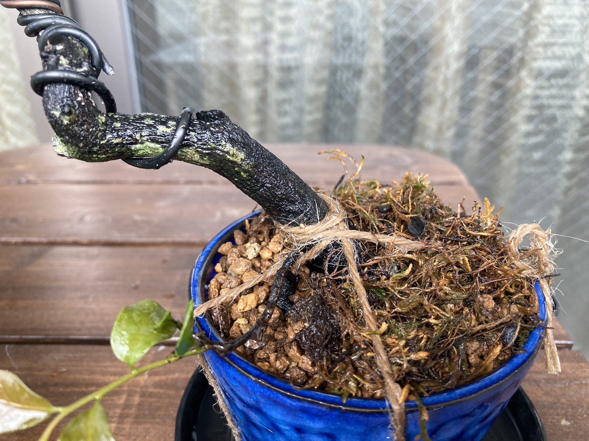 ユースケ S123loss 3 ほんとはヒコバエは処理する必要があるんたろうけど 僕 ヒコバエ好きなのでこのままに笑笑 ま ええやろw 盆栽 常盤柿 植替え T Co Uvbkinmuyz Twitter