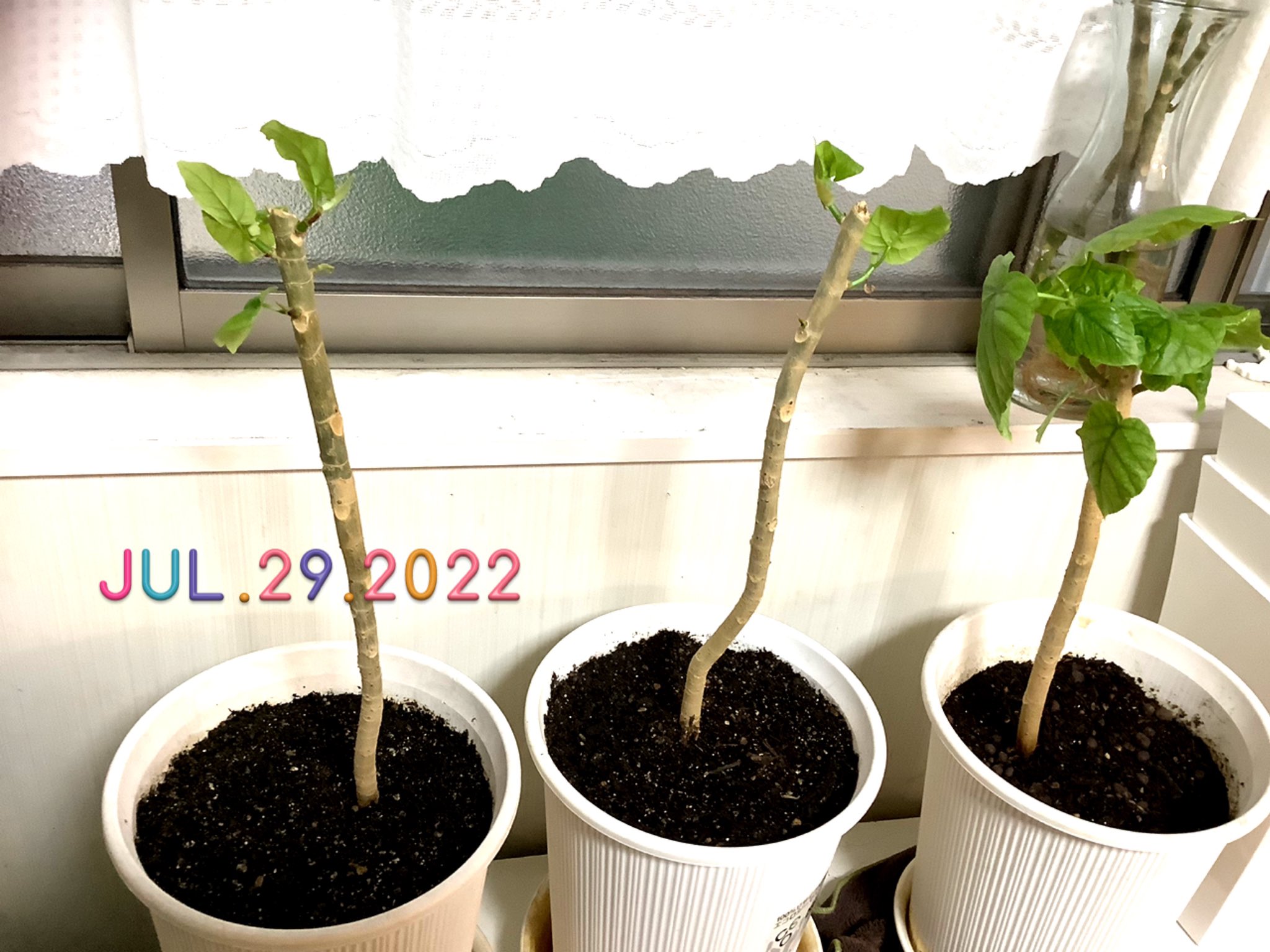 くろにゃん 挿し木です 約1ヶ月の成長記録 ๑ ᄇ ๑ いい感じに育ってくれたので 今からちょっと大きな鉢に植え替えします٩ ˊᗜˋ و うんべさんの挿し木は比較的簡単 手間いらずですくすく育ってくれるので育てるのも楽しい ウンベラータ ウンベラータ