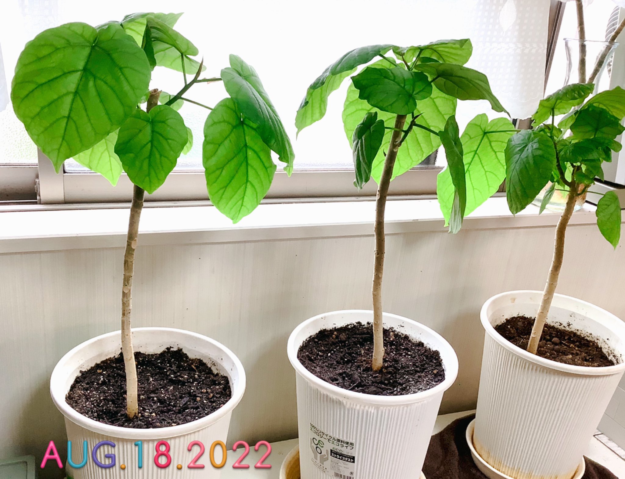 ウンベラータ挿し木 Twitter Search Twitter