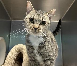 DubJH1009's tweet photo. https://t.co/mwr0M8O1I8 #HelpNow #NeedsHelp #MustGetHelpNow #SaveHerASAP #nyc #cats #pregnant https://t.co/JuvYxI7tsR