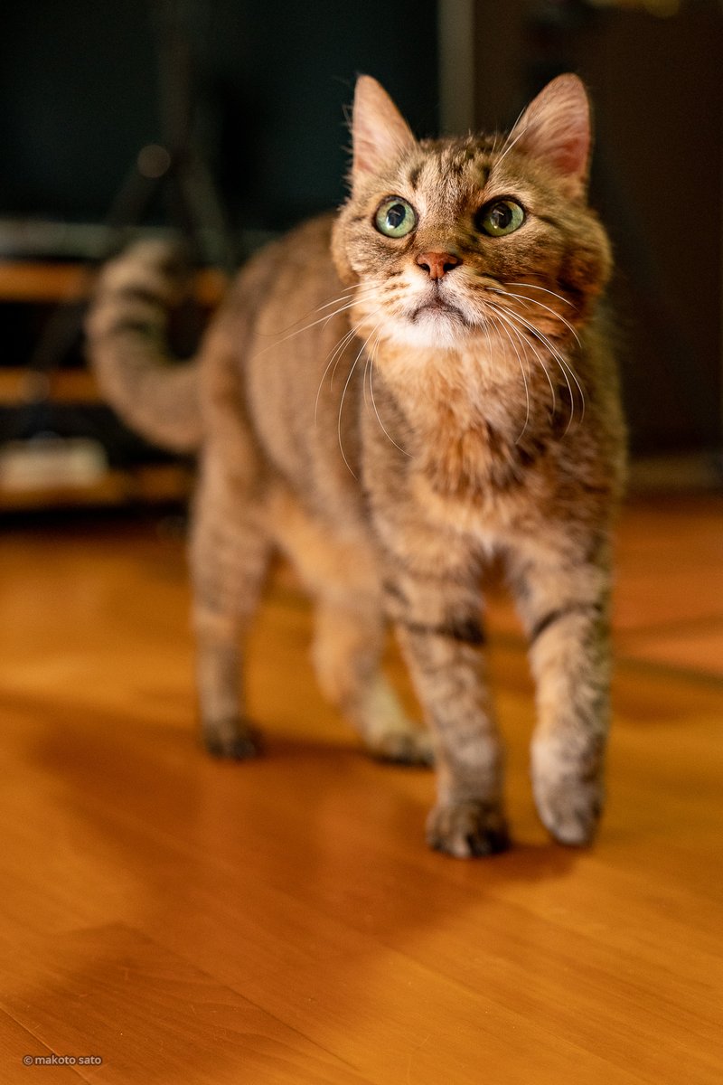 CatLife's tweet image. キンタが満19歳（人間年齢換算92歳）の誕生日を迎えました😊
お陰様で元気に過ごしております。
#猫 #ねこ #高齢猫 #CatLife #Cat