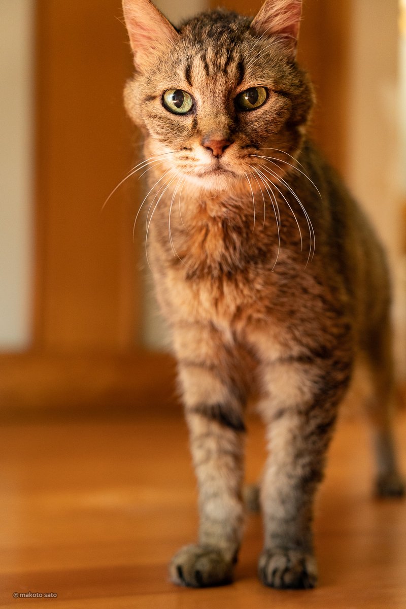 CatLife's tweet image. キンタが満19歳（人間年齢換算92歳）の誕生日を迎えました😊
お陰様で元気に過ごしております。
#猫 #ねこ #高齢猫 #CatLife #Cat