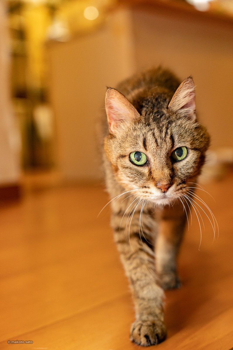 CatLife's tweet image. キンタが満19歳（人間年齢換算92歳）の誕生日を迎えました😊
お陰様で元気に過ごしております。
#猫 #ねこ #高齢猫 #CatLife #Cat