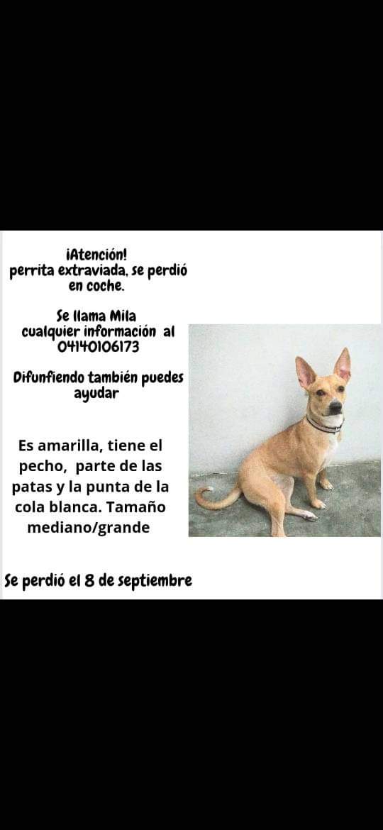 volknsoni's tweet photo. Extraviada hace casi un año en COCHE (Ccs), su Flia no deja de buscarla RT @PerroUsuario @infinitoanimal @SomosNevado @PerritosVzla https://t.co/SMEsewUmva