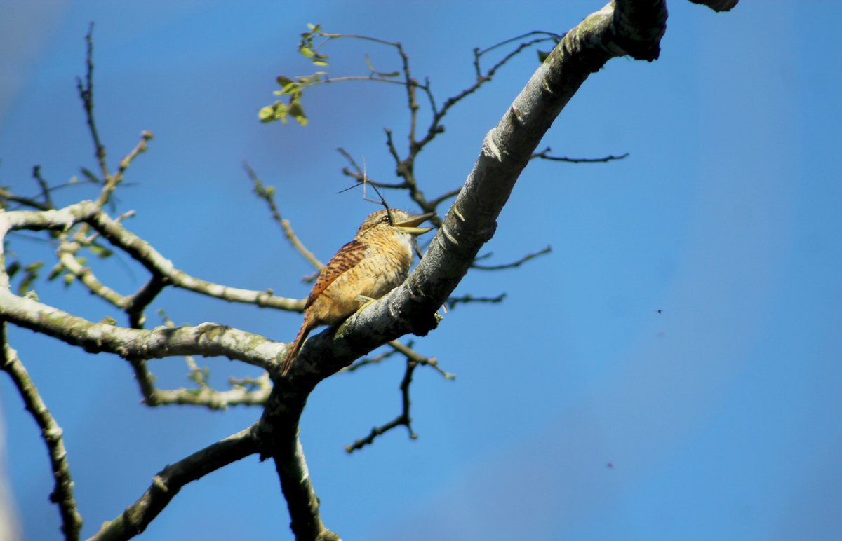 📸

La supervivencia en su máxima expresión. 🐦
Pequeña ave que utilizó todos los medios necesarios para desayunar un corpulento grillo. 

#SantaRufina, cantón #Chaguarpamba, provincia de #Loja.
#Ecuador