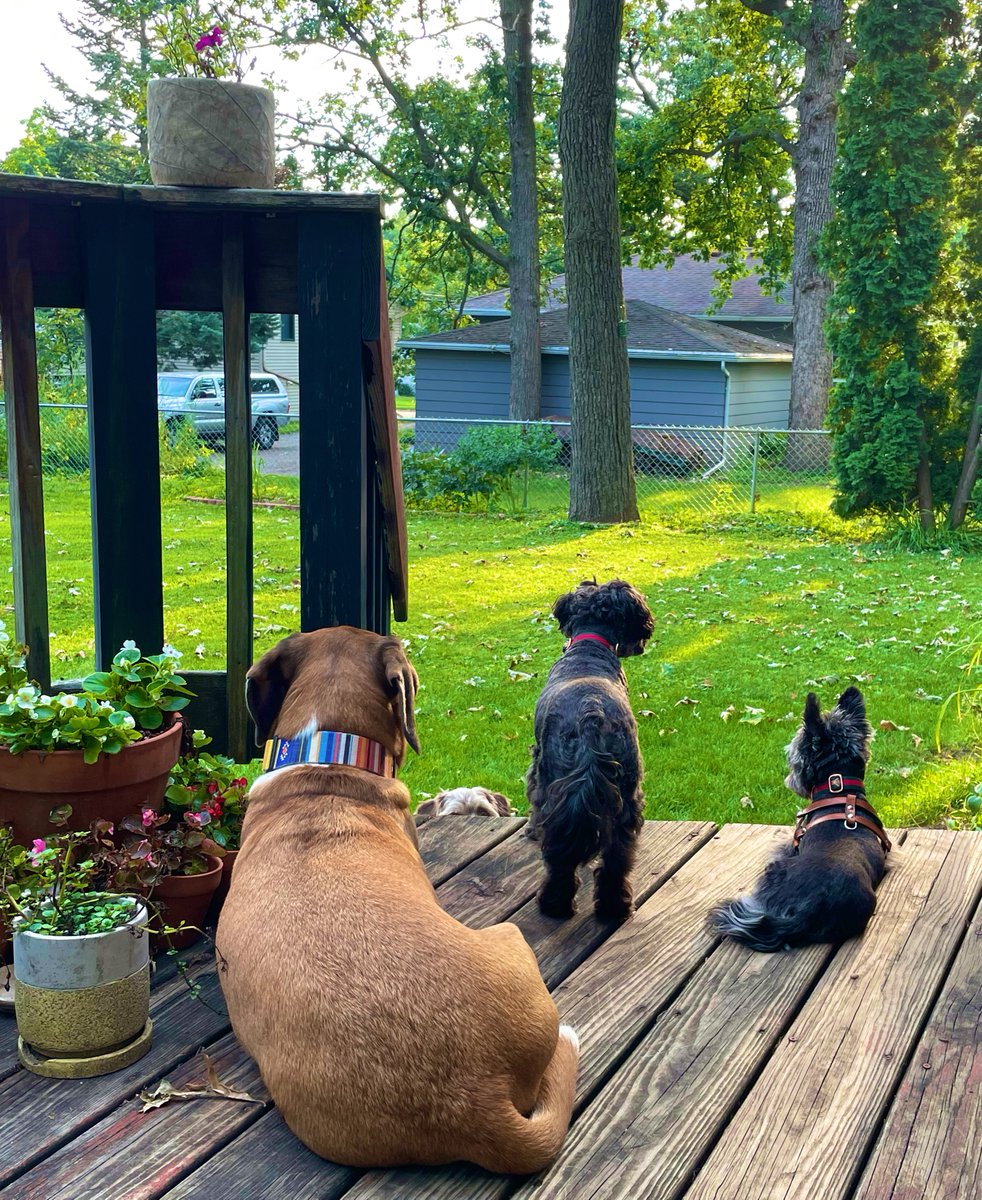#FamilyReunion Chillen …  #Apollo #Athena &amp; #Grover. #DogsofTwittter