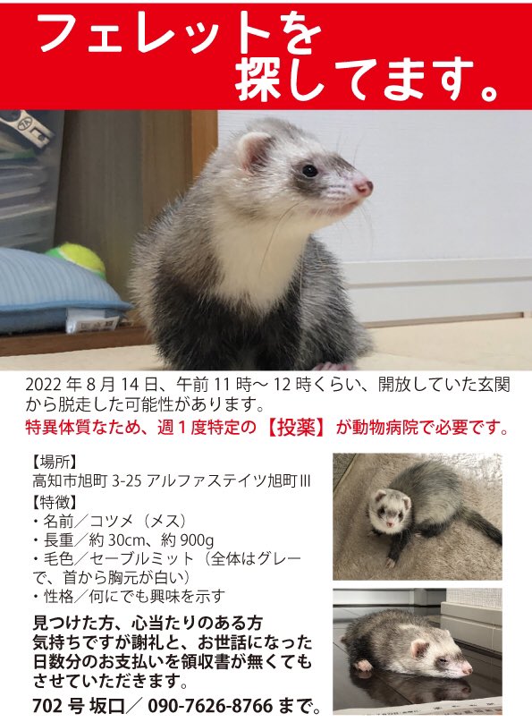 フェレットが超かわいい Briggrscastill Twitter