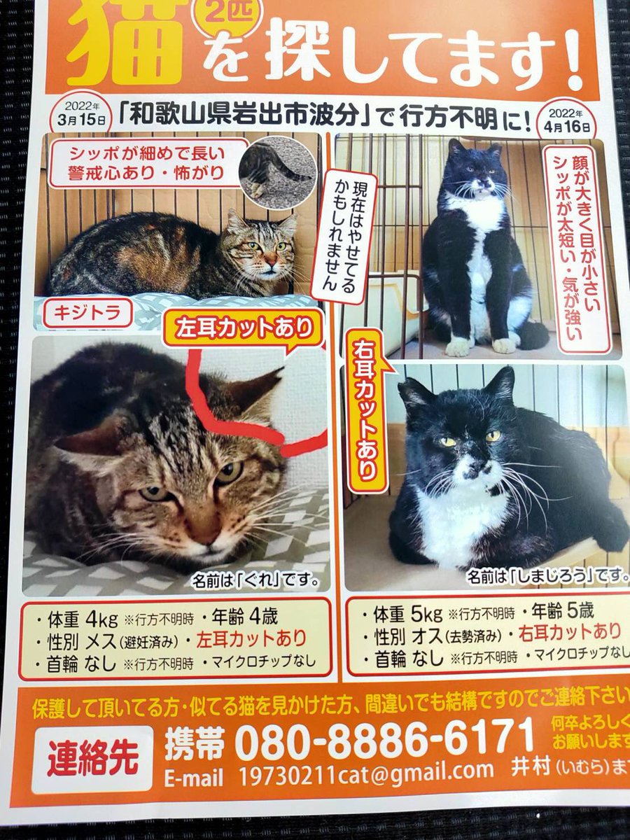 さくら耳ネコ Xatxwrog7ahajmz Twitter