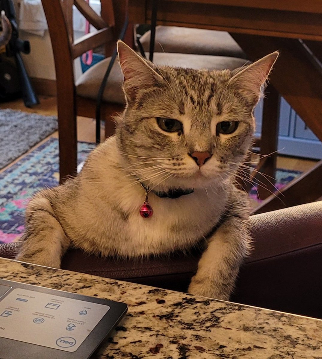 ColoradoPosse's tweet photo. Sidney: Not sure what mom thinks is so funny. I'm ready for my dinner. Isn't dis where we eats? https://t.co/ErPC0a7K49