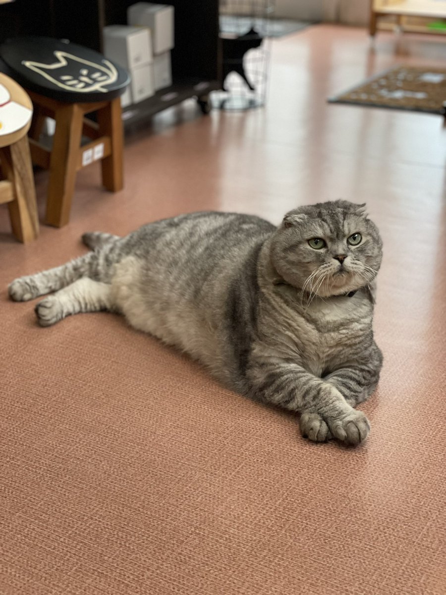 Zakka_ZiRo's tweet photo. がんばれ、下関国際😼⚾️🌟✊🏻

 #山口県  #下関市  #山口Twitter会  #猫雑貨  #猫店長  #デブ猫  #じろう  #スコティッシュ  #高校野球  #じろうも応援してます  #猫  #猫好き  #猫の��る暮らし https://t.co/udy7tdoDXf