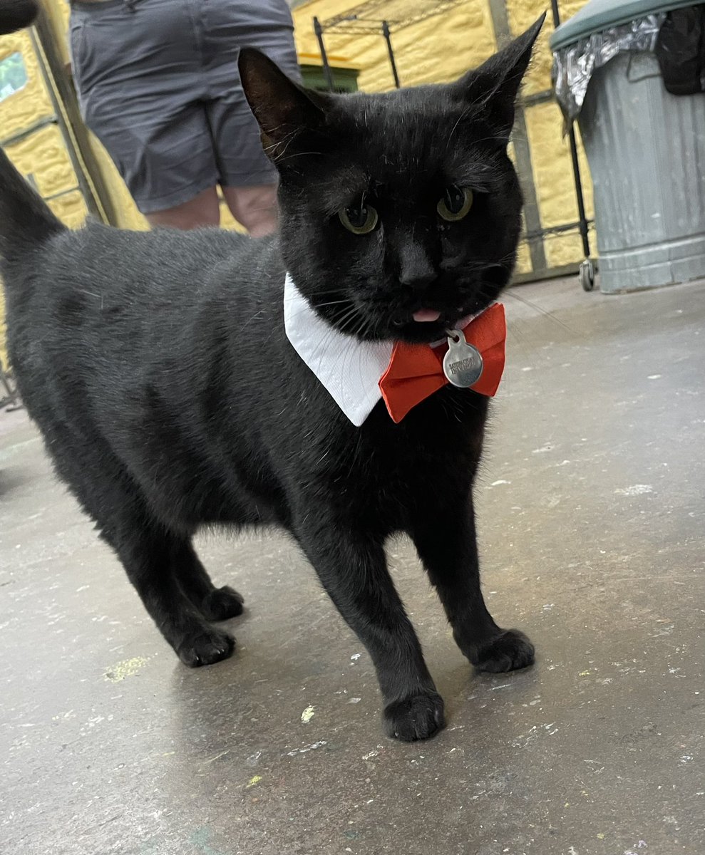 Our shop cat is all business today