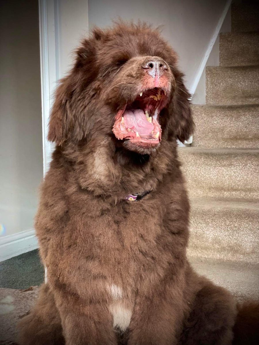 I know now I shouldn’t have rubbed ketchup in my eyes…Heinzsight not such a wonderful thing after all.
#dadjokes #SorryNotSorry #DogsofTwittter #CookieBear #SaturdayVibes #Smile