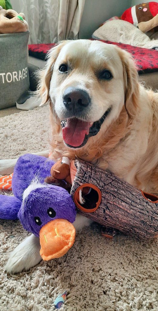 It's my birthday!! I'm 5. I've got a duck and some sneaky hiding squirrels in a log. 🐿 I'm going for a swim soon. 🎂 
#birthday #5today #goldenretriever