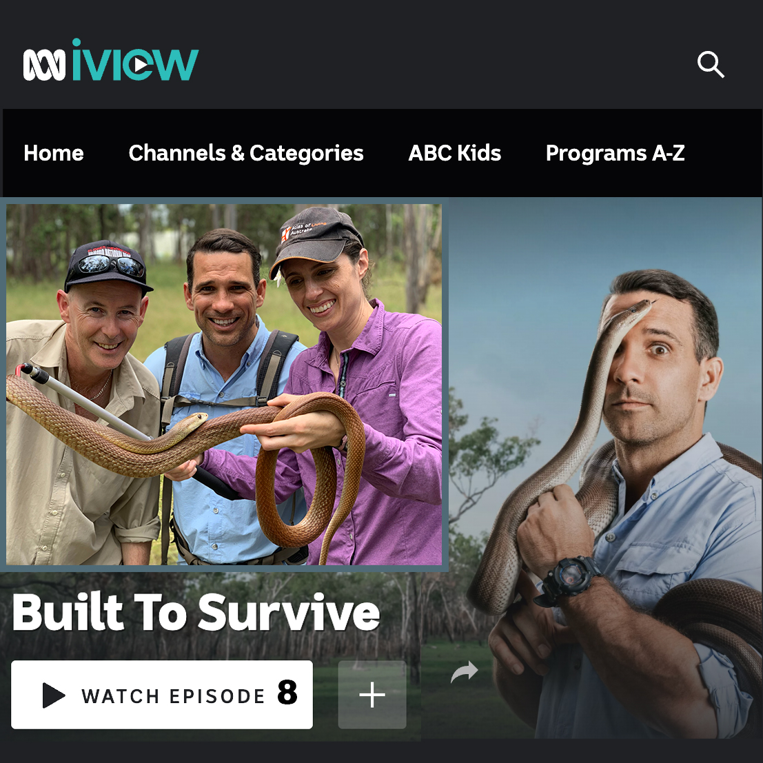 CNZdenek's tweet photo. Taipans on the telly! Check out the Savanna Survivors episode on @ABCaustralia's #BuiltToSurvive!...where @ChrisHayHerp and I help TV show host @PhilBreslin2 stay safe while sharing about the impressive Coastal Taipan. Out on ABC iView now: https://t.co/eVKy2iYjiP https://t.co/av7mqJs0LW