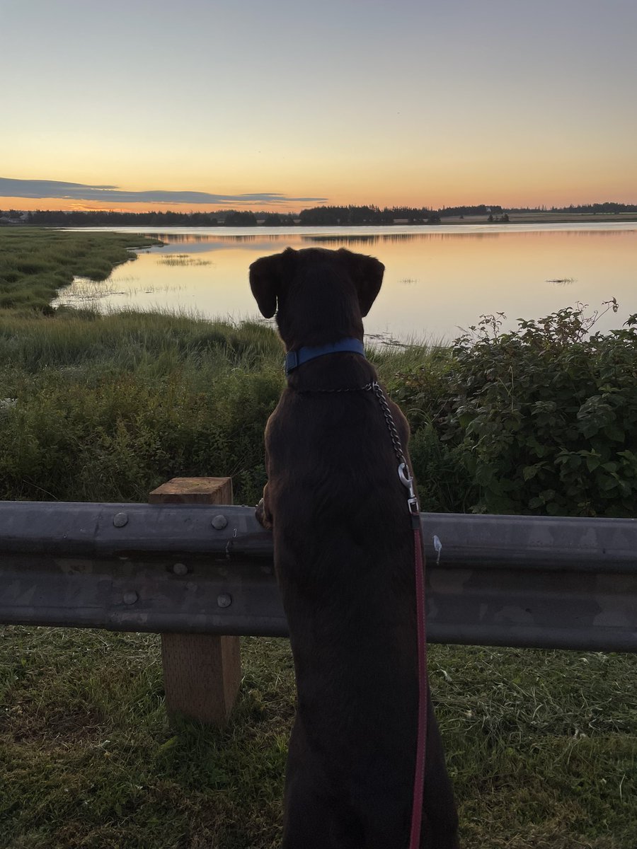 spuddoc's tweet photo. Waiting for the Saturday sun to rise and barley harvest to start. #HappySaturday #juno #shedog #farmlife https://t.co/cCpE7S7TfQ