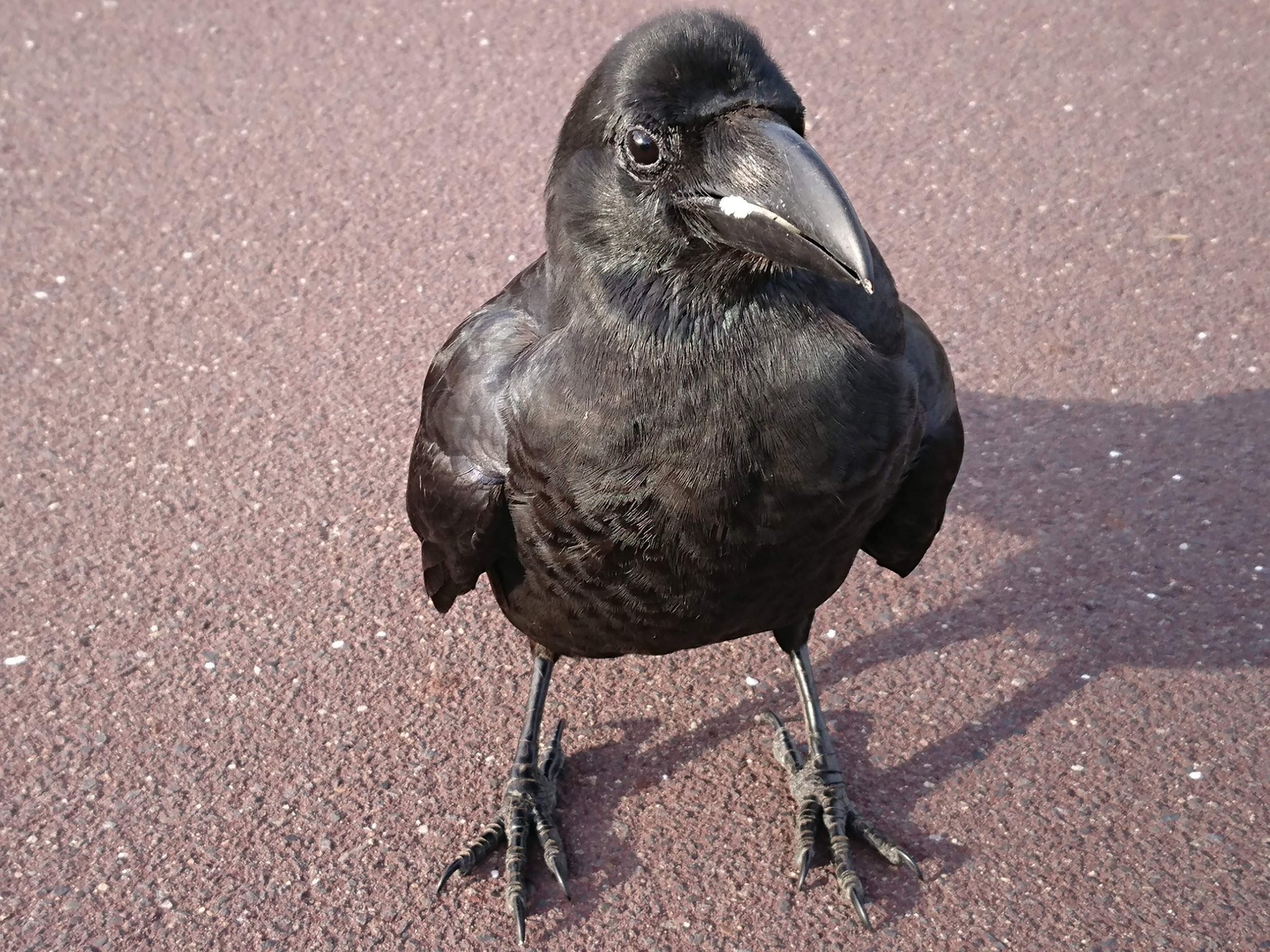 まりこ カラス写真アワード22 おすましブトくん ランドセルを初めて背負った一年生が誇らしそうにしている感じに見えませんか T Co 6utaunnnkm Twitter