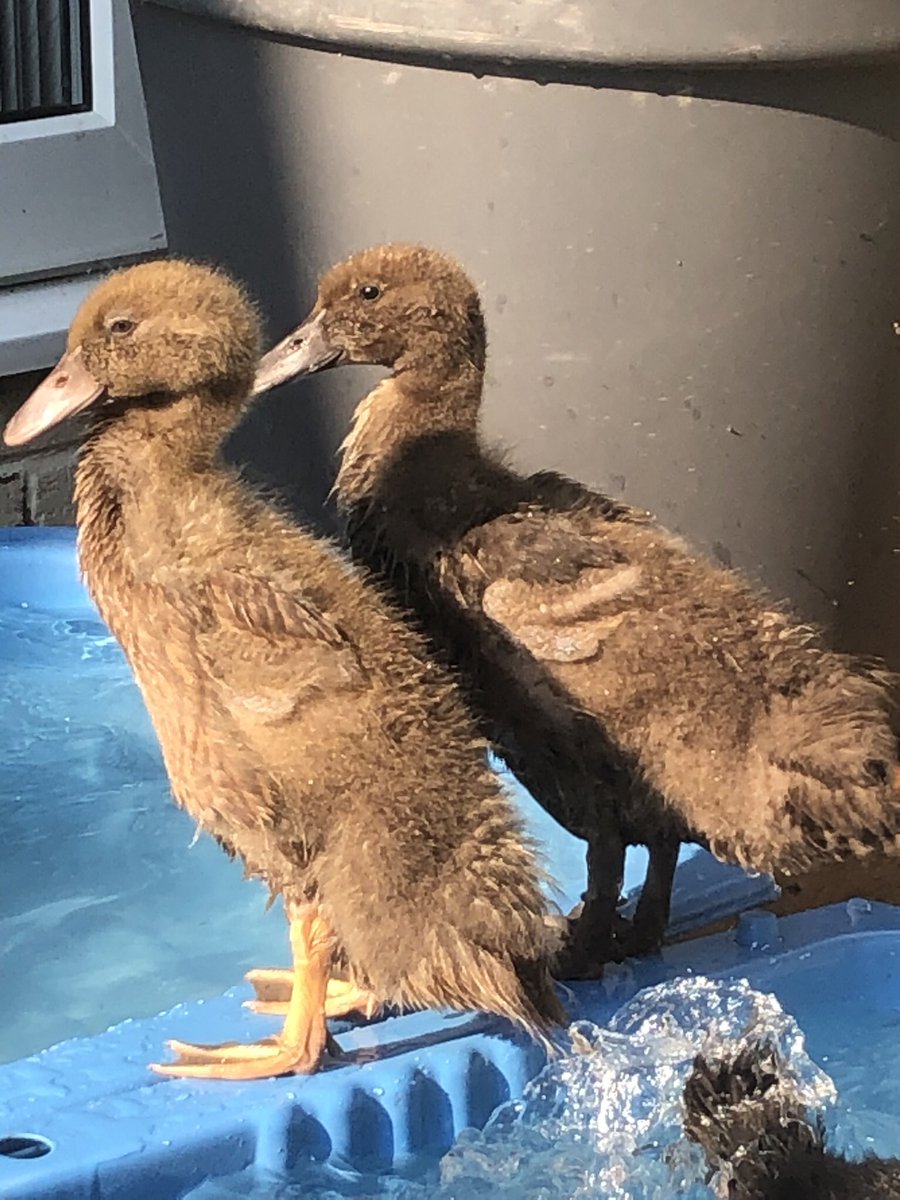 My babies are growing #ducklings #ducks